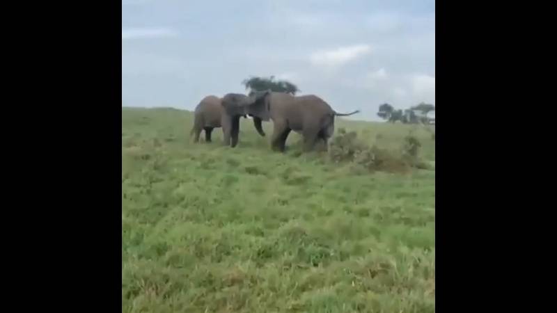 Слон против слона с пешкой в одноцвете - принципы игры