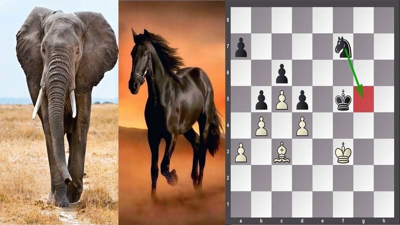 Как ходит конь в шахматах в картинках, как бьет конь + задачи